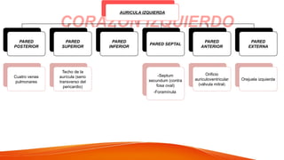 CORAZON IZQUIERDO
AURICULA IZQUIERDA
PARED
POSTERIOR
Cuatro venas
pulmonares
PARED
SUPERIOR
Techo de la
aurícula (seno
transverso del
pericardio)
PARED
INFERIOR
PARED SEPTAL
-Septum
secundum (contra
fosa oval)
-Foramínula
PARED
ANTERIOR
Orificio
auriculoventricular
(válvula mitral)
PARED
EXTERNA
Orejuela izquierda
 