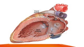 Atrio
auricular
Vena
pulmonar
Orejuela
izquierda
Septum
secundu
m
Válvula
tricúspide
 