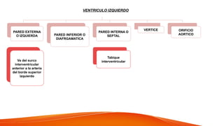 VENTRICULO IZQUIERDO
PARED EXTERNA
O IZQUIERDA
Va del surco
interventricular
anterior a la arteria
del borde superior
izquierdo
PARED INFERIOR O
DIAFRGAMATICA
PARED INTERNA O
SEPTAL
Tabique
interventricular
VERTICE ORIFICIO
AORTICO
 