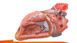 Músculo
papilar
Cuerda
tendinos
a
Válvula
mitral
 