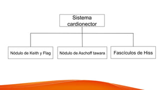 Sistema
cardionector
Fascículos de Hiss
Nódulo de Aschoff tawara
Nódulo de Keith y Flag
 