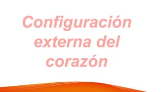 Configuración
externa del
corazón
 