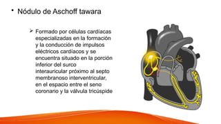 • Nódulo de Aschoff tawara
 Formado por células cardíacas
especializadas en la formación
y la conducción de impulsos
eléctricos cardíacos y se
encuentra situado en la porción
inferior del surco
interauricular próximo al septo
membranoso interventricular,
en el espacio entre el seno
coronario y la válvula tricúspide
 