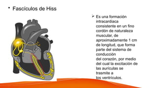 • Fascículos de Hiss
 Es una formación
intracardiaca
consistente en un fino
cordón de naturaleza
muscular, de
aproximadamente 1 cm
de longitud, que forma
parte del sistema de
conducción
del corazón, por medio
del cual la excitación de
las aurículas se
trasmite a
los ventrículos.
 