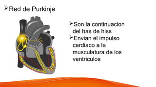 Red de Purkinje
Son la continuacion
del has de hiss
Envian el impulso
cardiaco a la
musculatura de los
ventriculos
 