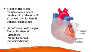 El pericardio es una
membrana que estará
recubriendo y relacionando
al corazón con los demás
órganos circundantes
 Se compone de dos hojas
• Pericardio visceral
(epicardio)
• Pericardio parietal
(pericardio fibroso)
Pericardio
parietal
Pericardio
visceral
 