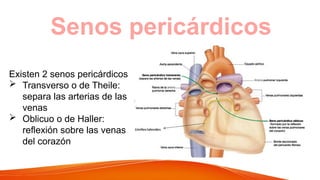 Senos pericárdicos
Existen 2 senos pericárdicos
 Transverso o de Theile:
separa las arterias de las
venas
 Oblicuo o de Haller:
reflexión sobre las venas
del corazón
 