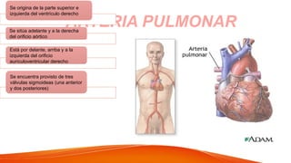 ARTERIA PULMONAR
Se origina de la parte superior e
izquierda del ventrículo derecho
Se sitúa adelante y a la derecha
del orificio aórtico
Está por delante, arriba y a la
izquierda del orificio
aurículoventricular derecho
Se encuentra provisto de tres
válvulas sigmoideas (una anterior
y dos posteriores)
 