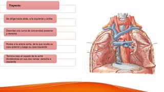 Trayecto:
Se dirige hacia atrás, a la izquierda y arriba
Describe una curva de concavidad posterior
y derecha
Rodea a la arteria aorta, de la que oculta su
cara anterior y luego su cara izquierda
Termina bajo el cayado de la aorta
dividiéndose en sus dos ramas: derecha e
izquierda
 
