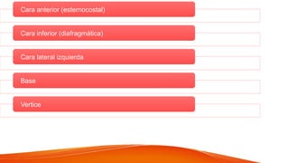 Cara anterior (esternocostal)
Cara inferior (diafragmática)
Cara lateral izquierda
Base
Vertice
 