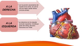 • con la porción ascendente del
cayado de la aorta, al cual se
une por tejido celular denso
(vincula aortae)
A LA
DERECHA
• se relaciona con la orejuela
auricular izquierda. Constituye
parte del orificio del seno
transverso de Theile
A LA
IZQUIERDA
 