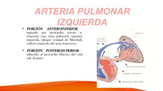 ARTERIA PULMONAR
IZQUIERDA
 PORCIÓN ANTEROINFERIOR:
tapizado por pericardio seroso se
relaciona con: vena pulmonar superior
izquierda, pliegue vestigial de Marshall,
orificio izquierdo del seno transverso
 PORCIÓN POSTEROSUPERIOR:
adherido al pericardio fibroso, del cual
sale después
 