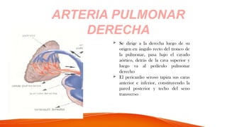ARTERIA PULMONAR
DERECHA
 Se dirige a la derecha luego de su
origen en ángulo recto del tronco de
la pulmonar, pasa bajo el cayado
aórtico, detrás de la cava superior y
luego va al pedículo pulmonar
derecho
 El pericardio seroso tapiza sus caras
anterior e inferior, constituyendo la
pared posterior y techo del seno
transverso
 