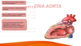 ARTERIA AORTA
Se origina de la parte superior y derecha
del ventrículo izquierdo
Se sitúa a la derecha y atrás de la arteria
pulmonar
Está por delante, arriba y a la derecha del
orificio aurículoventricular izquierdo
Se encuentra provisto de tres válvulas
sigmoideas (una posterior y dos
anteriores), en donde se encuentra una
dilatación llamada el seno de Valsalva
 