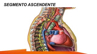 SEGMENTO ASCENDENTE
 