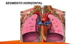 SEGMENTO HORIZONTAL
 