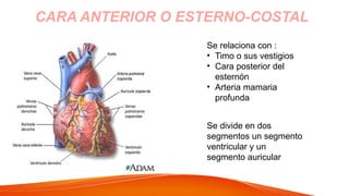 CARA ANTERIOR O ESTERNO-COSTAL
Se relaciona con :
• Timo o sus vestigios
• Cara posterior del
esternón
• Arteria mamaria
profunda
Se divide en dos
segmentos un segmento
ventricular y un
segmento auricular
 