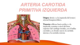 ARTERIA CAROTIDA
PRIMITIVA IZQUIERDA
Origen: detrás y a la izquierda del tronco
arterial braquiocefálico.
Trayecto: oblicuo hacia arriba y a la
izquierda, termina a nivel del bore
superior del cartílago tiroides, en el bulbo
carotideo, en donde nacen: la carótida
interna y la carótida externa
 