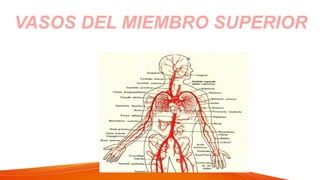 VASOS DEL MIEMBRO SUPERIOR
 