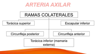 RAMAS COLATERALES
Circunfleja posterior
Escapular inferior
Torácica inferior (mamaria
externa)
Circunfleja anterior
Torácica superior
ARTERIA AXILAR
 