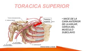 TORACICA SUPERIOR
• NACE DE LA
CARA ANTERIOR
DE LA AXILAR,
CERCA DEL
MUSCULO
SUBCLAVIO
Torácica
superior
 