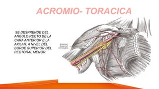 ACROMIO- TORACICA
SE DESPRENDE DEL
ANGULO RECTO DE LA
CARA ANTERIOR E LA
AXILAR, A NIVEL DEL
BORDE SUPERIOR DEL
PECTORAL MENOR.
 