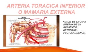 ARTERIA TORACICA INFERIOR
O MAMARIA EXTERNA
• NACE DE LA CARA
INTERNA DE LA
AXILAR POR
DETRÁS DEL
PECTORAL MENOR.
 
