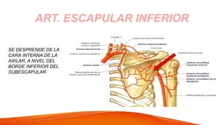 ART. ESCAPULAR INFERIOR
SE DESPRENDE DE LA
CARA INTERNA DE LA
AXILAR, A NIVEL DEL
BORDE INFERIOR DEL
SUBESCAPULAR
 