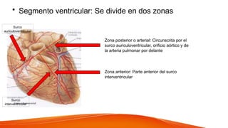 • Segmento ventricular: Se divide en dos zonas
Zona posterior o arterial: Circunscrita por el
surco auriculoventricular, orificio aórtico y de
la arteria pulmonar por delante
Zona anterior: Parte anterior del surco
interventricular
Surco
auriculoventricular
Surco
interventricular
 