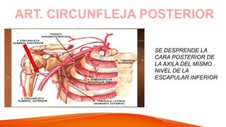ART. CIRCUNFLEJA POSTERIOR
SE DESPRENDE LA
CARA POSTERIOR DE
LA AXILA DEL MISMO
NIVEL DE LA
ESCAPULAR INFERIOR
 
