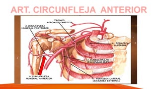 ART. CIRCUNFLEJA ANTERIOR
 