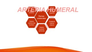 Ramas
colaterales
Colateral
externa
Colaterlal
interna
superior
Colateral
interna
inferior
Arteria
nutricia del
humero
Arteria
humeral
profunda
ARTERIA HUMERAL
 