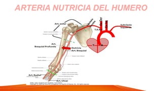 ARTERIA NUTRICIA DEL HUMERO
 