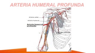 ARTERIA HUMERAL PROFUNDA
 