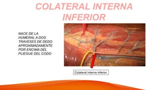 COLATERAL INTERNA
INFERIOR
NACE DE LA
HUMERAL A DOS
TRAVESES DE DEDO
APROXIMADAMENTE
POR ENCIMA DEL
PLIEGUE DEL CODO
Colateral interna inferior
 