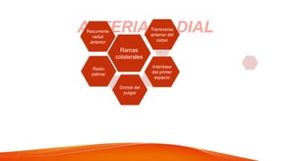 ARTERIA RADIAL
Ramas
colaterales
Recurrente
radial
anterior
Transversa
anterior del
carpo
Interósea
del primer
espacio
Radio
palmar
Dorsal del
pulgar
 
