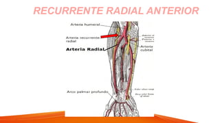 RECURRENTE RADIAL ANTERIOR
 