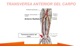 TRANSVERSA ANTERIOR DEL CARPO
Transversa anterior del
carpo
 