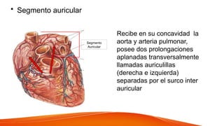 • Segmento auricular
Segmento
Auricular
Recibe en su concavidad la
aorta y arteria pulmonar,
posee dos prolongaciones
aplanadas transversalmente
llamadas auriculillas
(derecha e izquierda)
separadas por el surco inter
auricular
Auriculillas
 