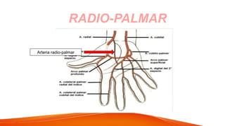 RADIO-PALMAR
Arteria radio-palmar
 