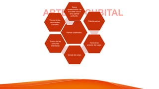 ARTERIA CUBITAL
Ramas colaterales
Tronco de las
recurrentes
cubitales
Cubital palmar
Transverso
anterior del carpo
Tronco de las
comunes
interóseas
Dorsal del carpo
Ramo
anastomotico de
la cubital con el
arco palmar
profundo
 