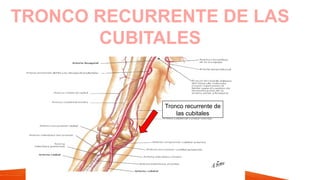 TRONCO RECURRENTE DE LAS
CUBITALES
Tronco recurrente de
las cubitales
 