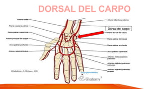 DORSAL DEL CARPO
Dorsal del carpo
 