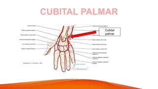 CUBITAL PALMAR
Cubital
palmar
 