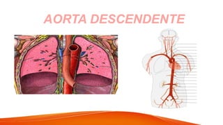 AORTA DESCENDENTE
 