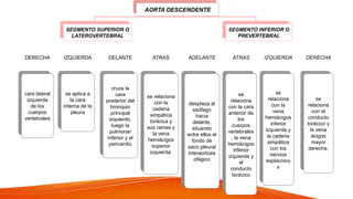 AORTA DESCENDENTE
SEGMENTO SUPERIOR O
LATEROVERTEBRAL
DERECHA
cara lateral
izquierda
de los
cuerpos
vertebrales
IZQUIERDA
se aplica a
la cara
interna de la
pleura
DELANTE
cruza la
cara
posterior del
bronquio
principal
izquierdo,
luego la
pulmonar
inferior y el
pericardio
ATRAS
se relaciona
con la
cadena
simpática
torácica y
sus ramas y
la vena
hemiácigos
superior
izquierda.
SEGMENTO INFERIOR O
PREVERTEBRAL
ADELANTE
desplaza al
esófago
hacia
delante,
situando
entre ellos el
fondo de
saco pleural
interaortoes
ofágico
ATRAS
se
relaciona
con la cara
anterior de
los
cuerpos
vertebrales
, la vena
hemiácigos
inferior
izquierda y
el
conducto
torácico
IZQUIERDA
se
relaciona
con la
vena
hemiácigos
inferior
izquierda y
la cadena
simpática
con los
nervios
esplacnico
s
DERECHA
se
relaciona
con el
conducto
torácico y
la vena
ácigos
mayor
derecha.
 