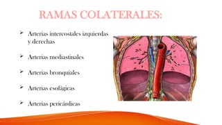 RAMAS COLATERALES:
 Arterias intercostales izquierdas
y derechas
 Arterias mediastinales
 Arterias bronquiales
 Arterias esofágicas
 Arterias pericárdicas
 