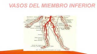 VASOS DEL MIEMBRO INFERIOR
 