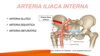  ARTERIA GLUTEA
 ARTERIA ISQUIÁTICA
 ARTERIA OBTURATRIZ
ARTERIA ILIACA INTERNA
Arteria iliaca
interna
 