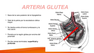  Nace de la cara posterior de la hipogástrica
 Sale de la pelvis por la escotadura ciática
mayor
 Se desliza entre el tronco lumbosacro y la
raíz sacra
 Penetra en la región glútea por encima del
piramidal
 Da dos ramas terminales: superficial y
profunda
ARTERIA GLUTEA
Arteria glútea
 